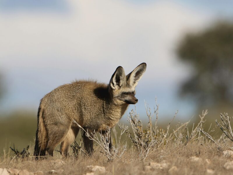 Bat eared Fox