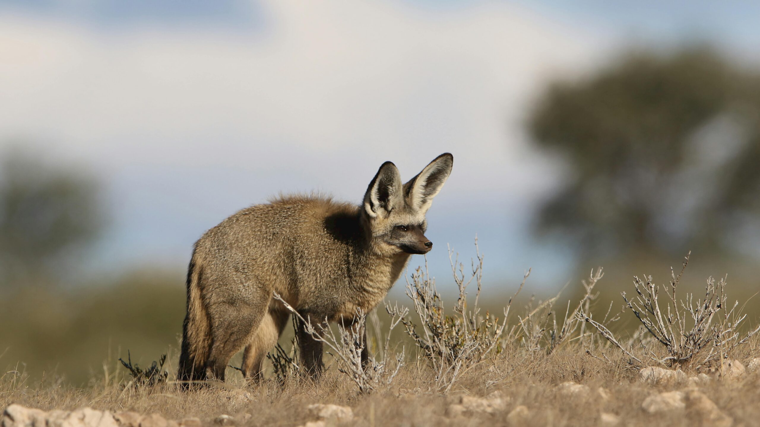 Bat eared Fox