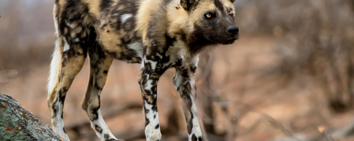 The African Wild Dog: A Fascinating Predator