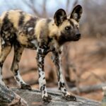 The African Wild Dog: A Fascinating Predator