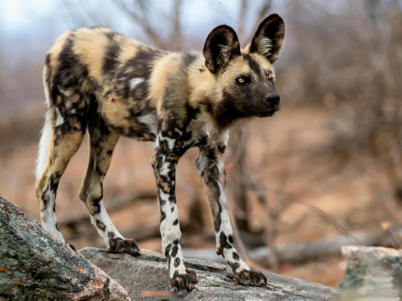 The African Wild Dog: A Fascinating Predator