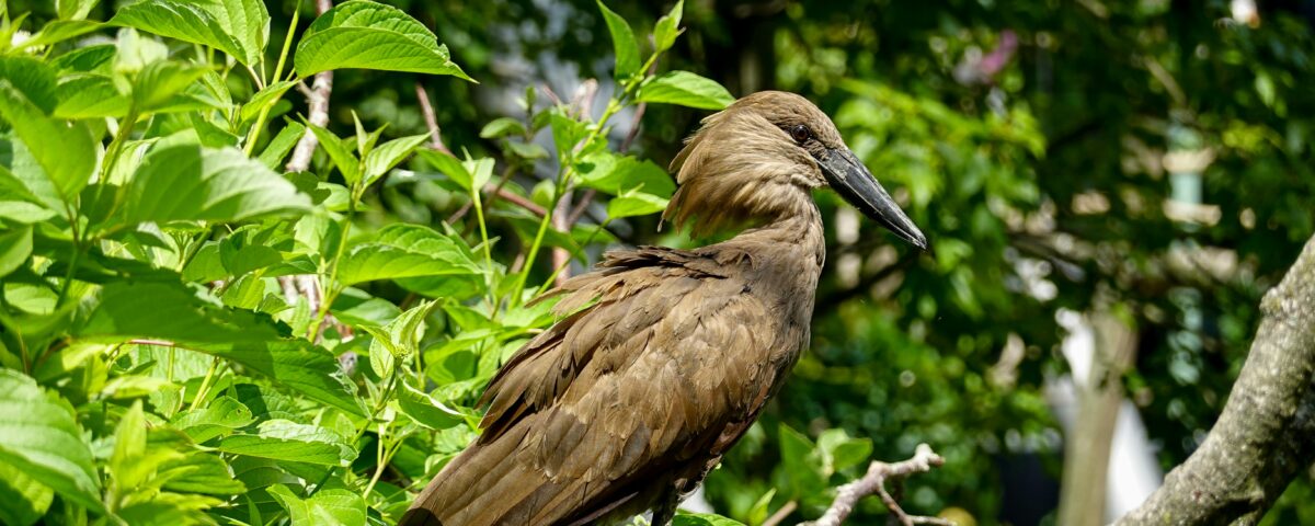 Hamerkop Bird in Kenya