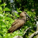 Hamerkop Bird in Kenya