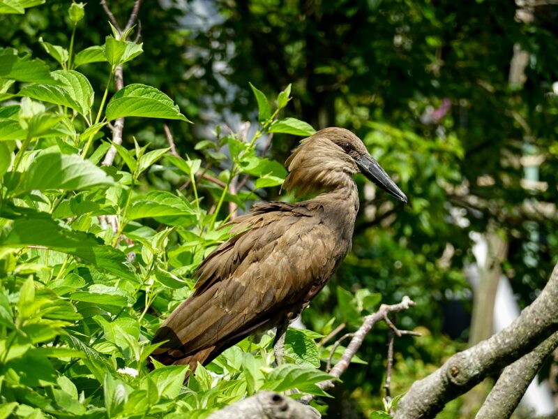 Hamerkop Bird in Kenya