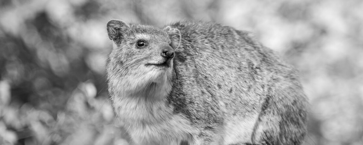 The Rock Hyrax in Africa: