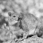 The Rock Hyrax in Africa: