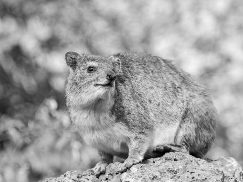 The Rock Hyrax in Africa: