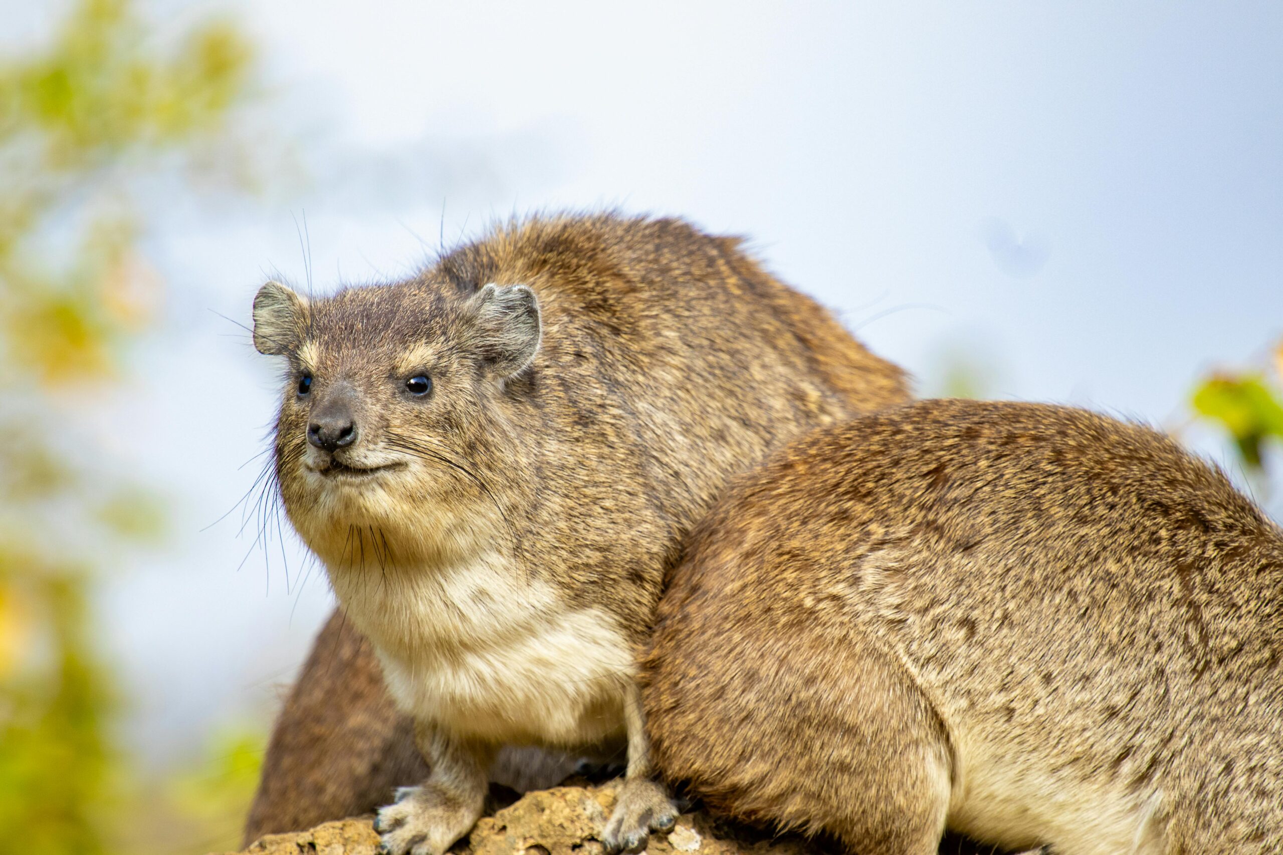 The Rock Hyrax in Africa: