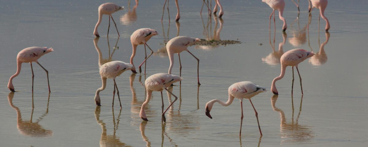 6 Days Kenya Classic Safari – Lake Naivasha, Masai Mara & Lake Nakuru