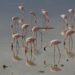6 Days Kenya Classic Safari – Lake Naivasha, Masai Mara & Lake Nakuru