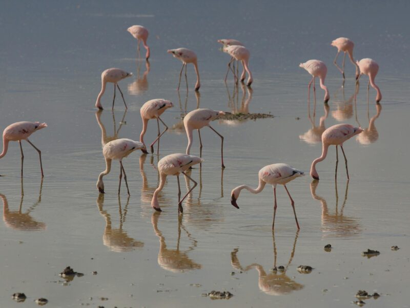 6 Days Kenya Classic Safari – Lake Naivasha, Masai Mara & Lake Nakuru