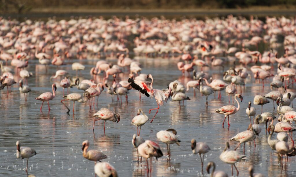Flamingo Birds in Kenya
