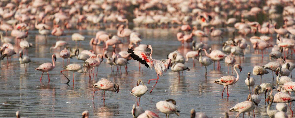 Flamingo Birds in Kenya