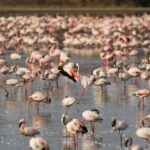 Flamingo Birds in Kenya
