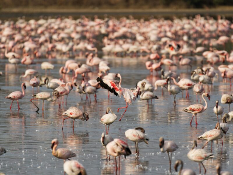 Flamingo Birds in Kenya