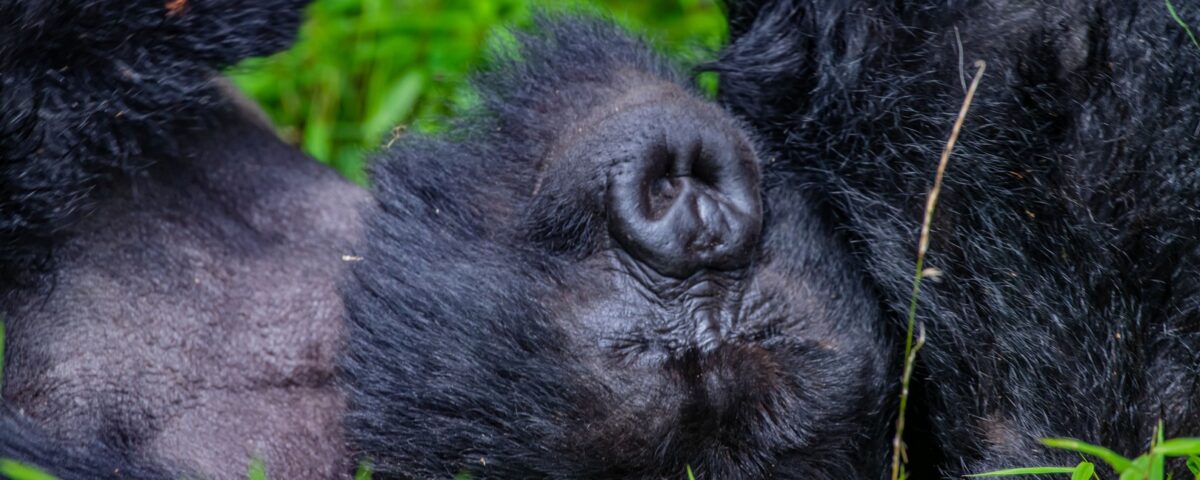 3 Day Rwanda–Uganda Gorilla Safari