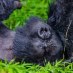 3 Day Rwanda–Uganda Gorilla Safari