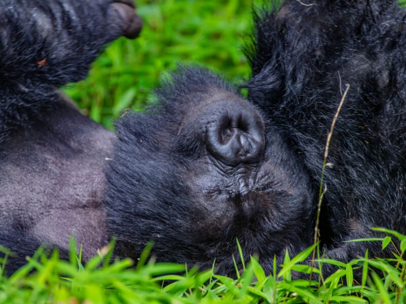 3 Day Rwanda–Uganda Gorilla Safari