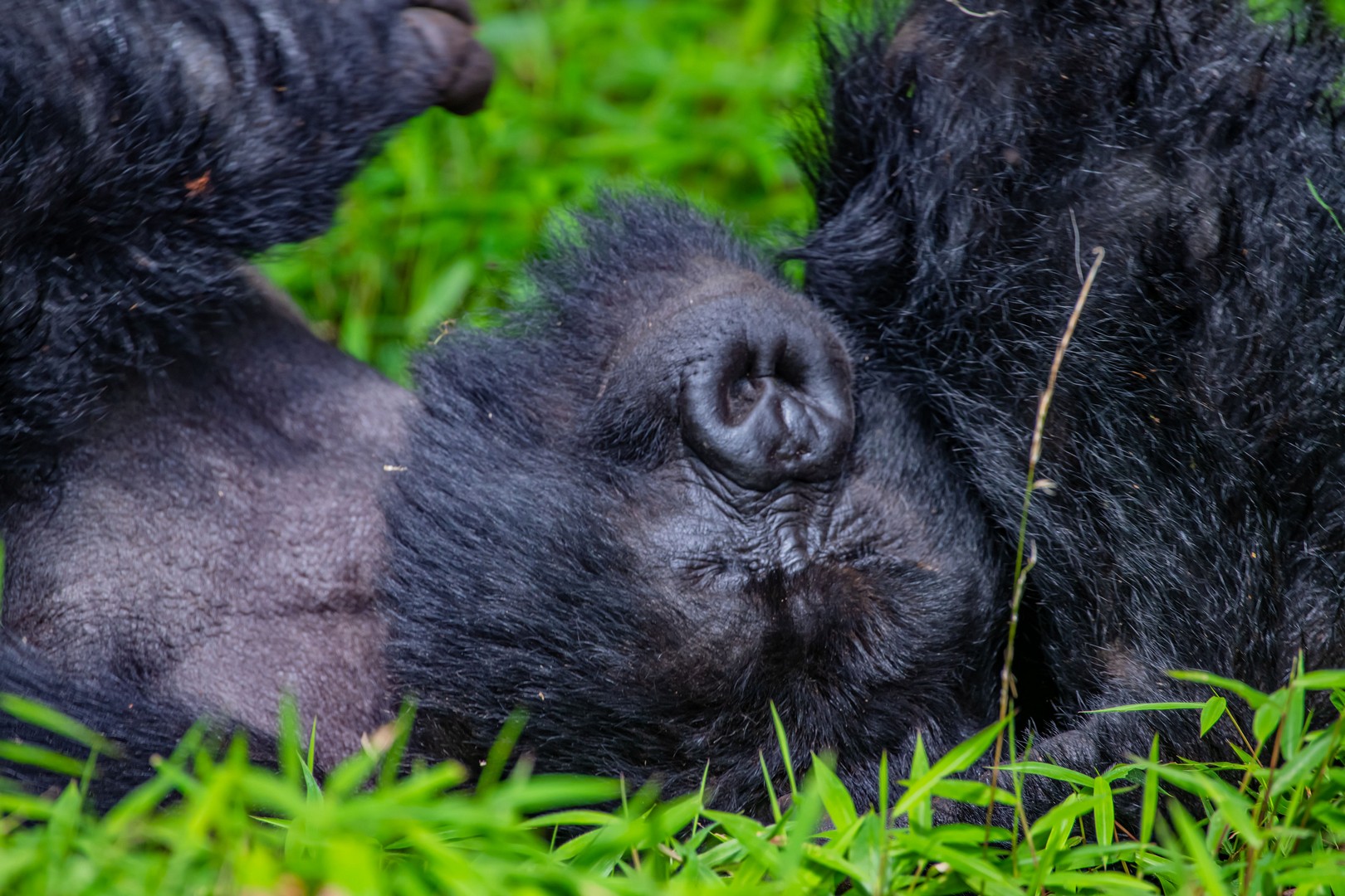 3 Day Rwanda–Uganda Gorilla Safari