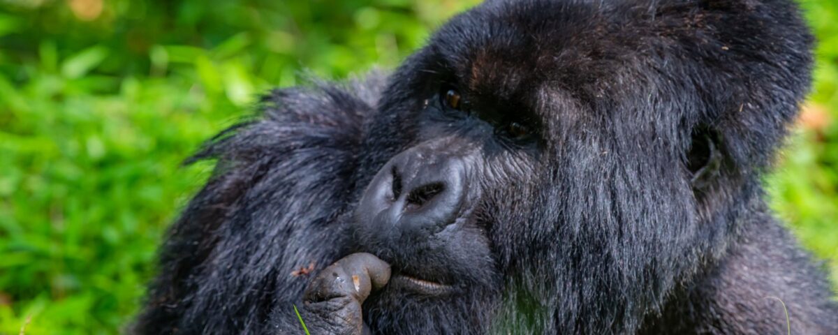 Gorilla Trekking in Bwindi Impenetrable