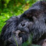 Gorilla Trekking in Bwindi Impenetrable