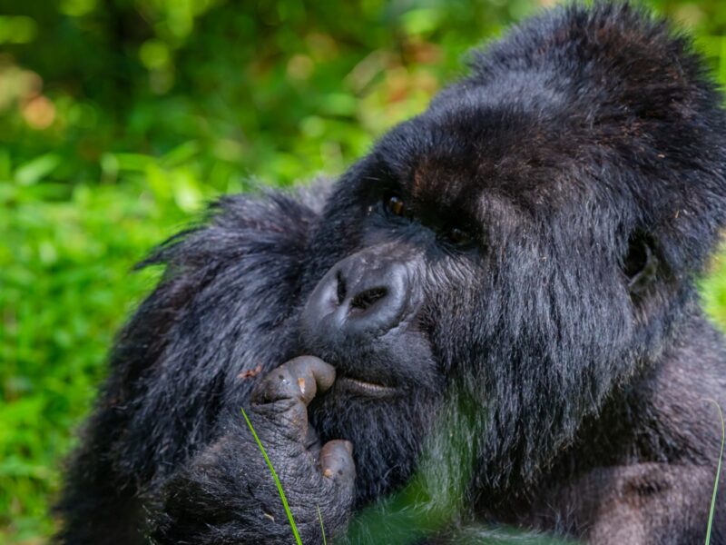 Gorilla Trekking in Bwindi Impenetrable