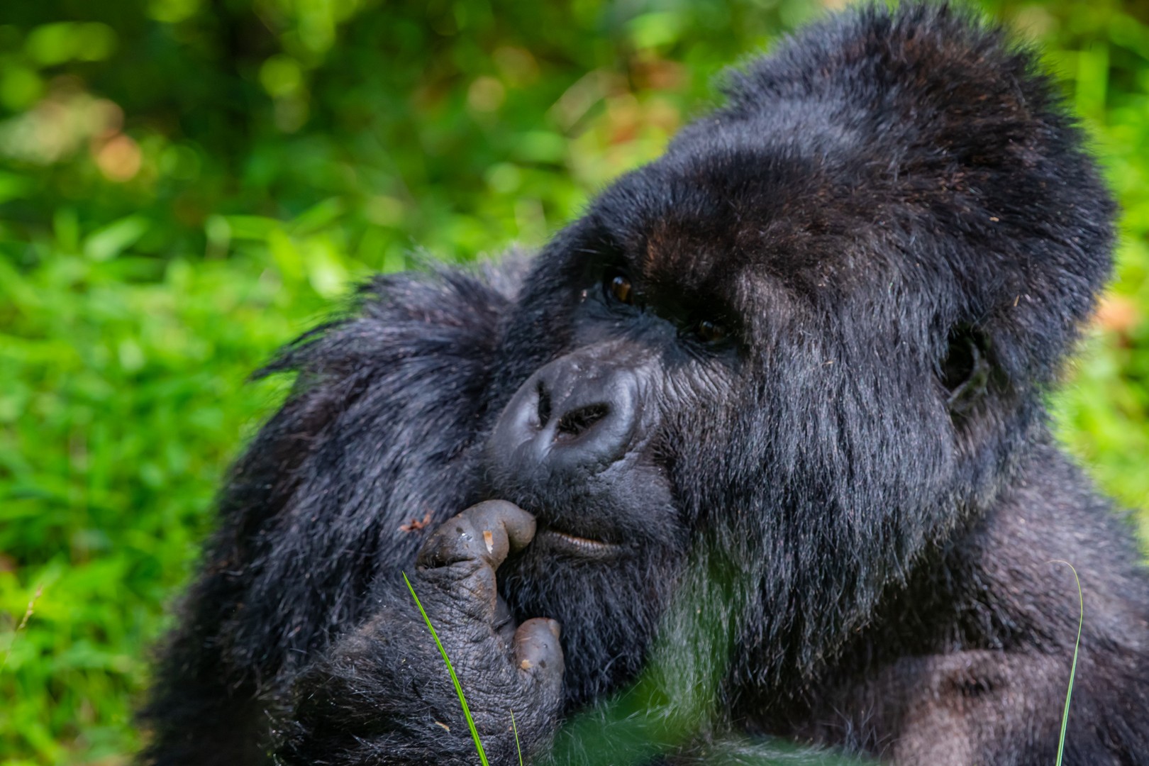 Gorilla Trekking in Bwindi Impenetrable