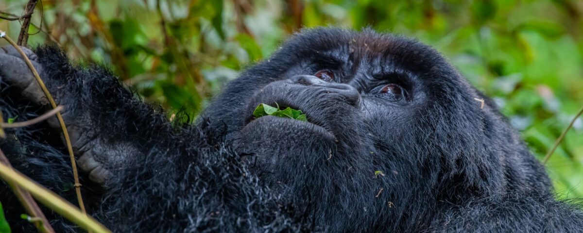 Gorilla in Bwindi impenetrable
