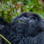 Gorilla in Bwindi impenetrable