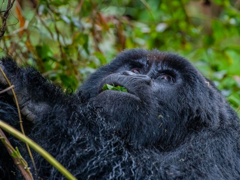 Gorilla in Bwindi impenetrable