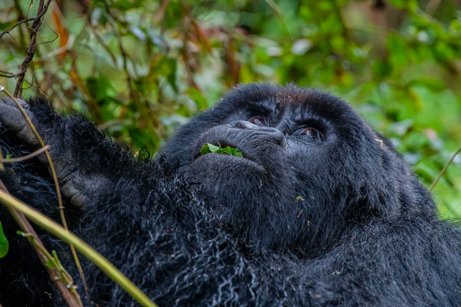 Gorilla in Bwindi impenetrable