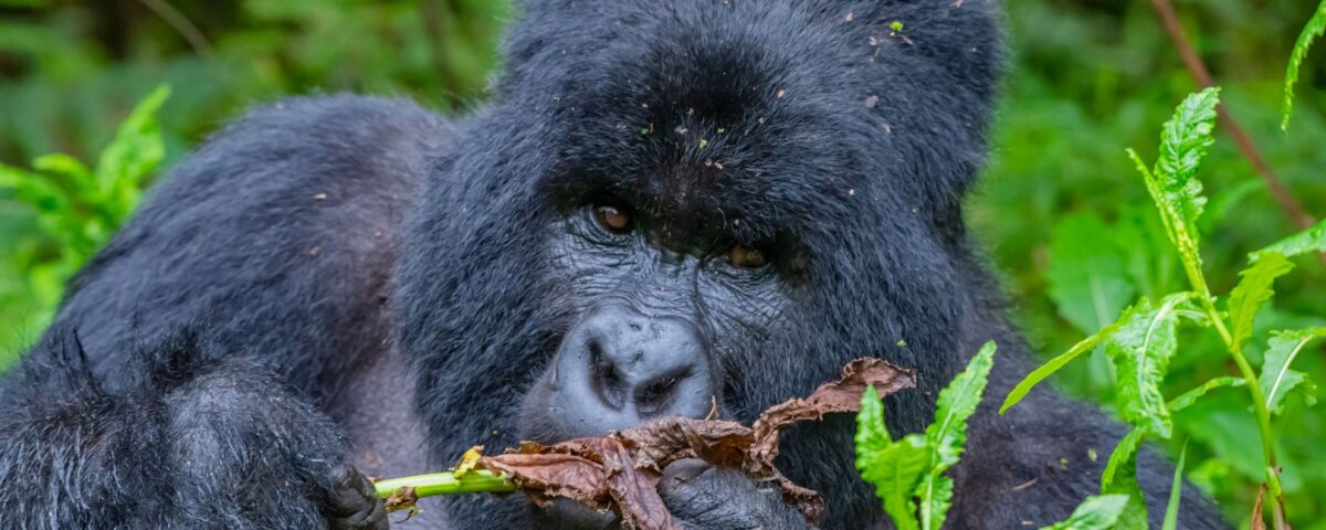 Why Combine Gorilla and Big Five Safari