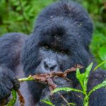 Why Combine Gorilla and Big Five Safari