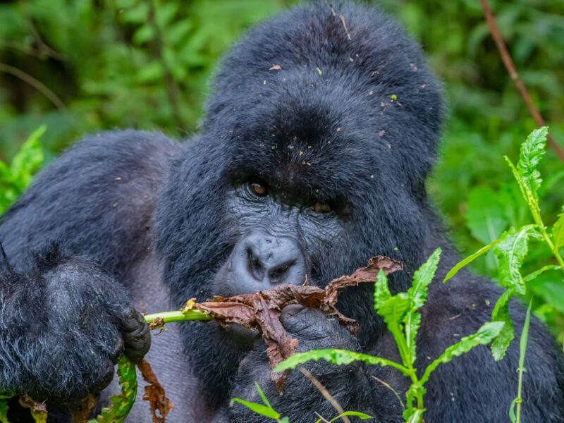 Why Combine Gorilla and Big Five Safari