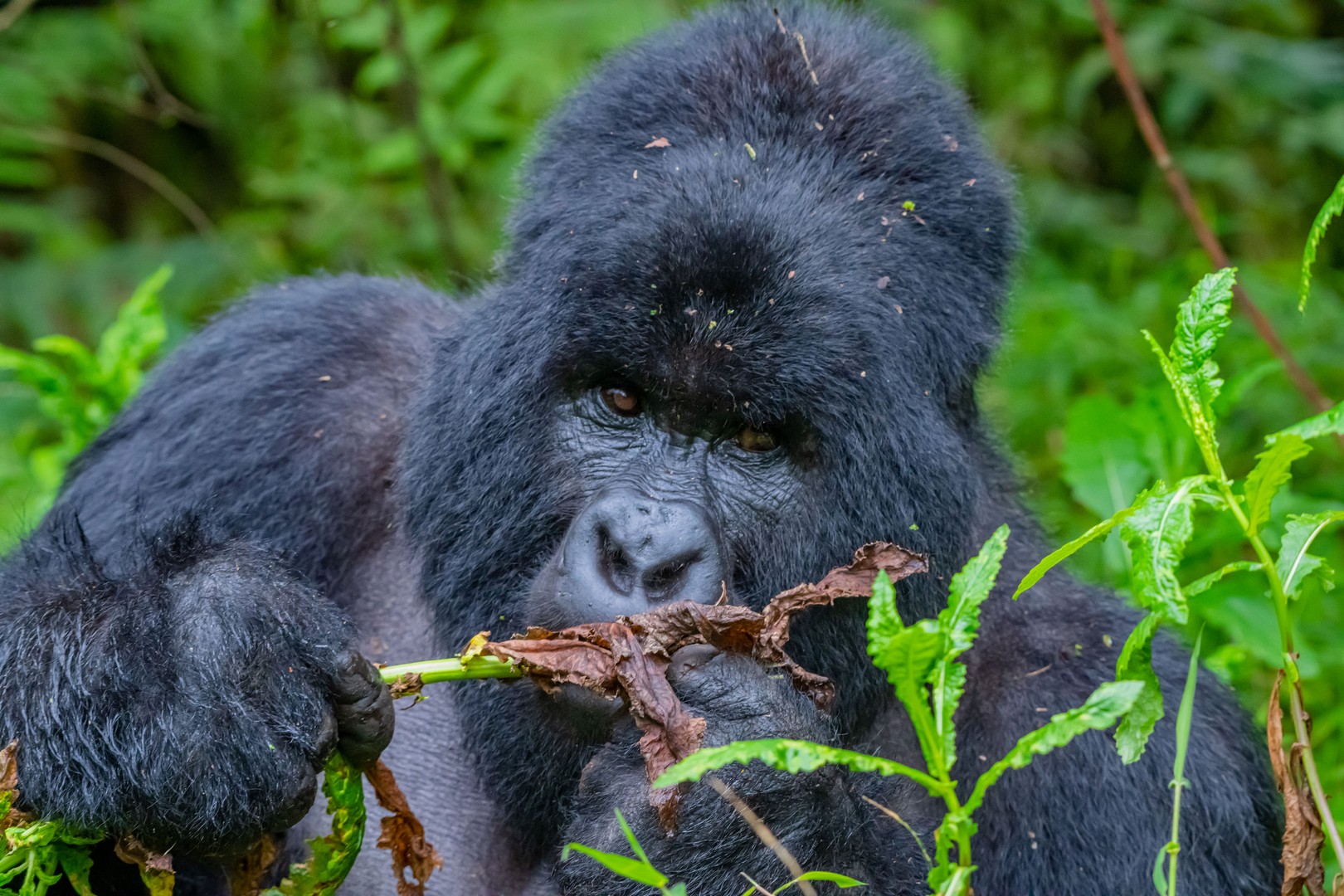 Why Combine Gorilla and Big Five Safari