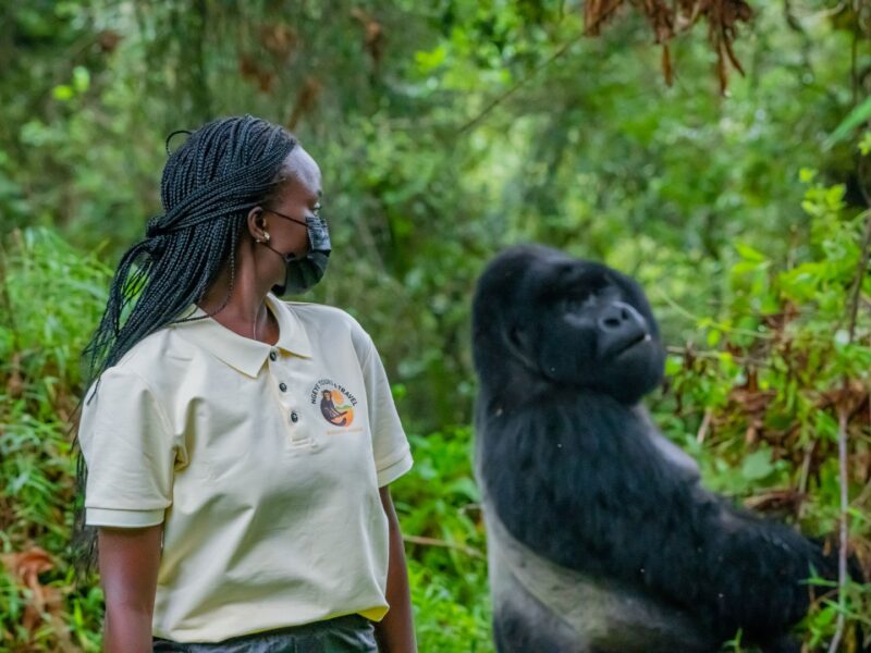 5 Day Gorilla, Chimpanzee & Tree Climbing Lions Safari