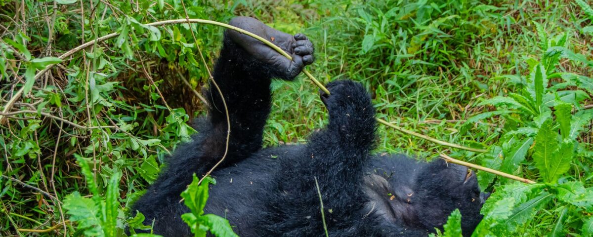 7-Day Gorillas & Chimps Luxury Safari