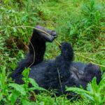 7-Day Gorillas & Chimps Luxury Safari