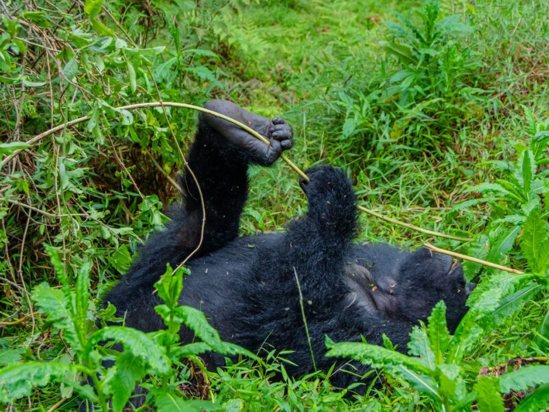 7-Day Gorillas & Chimps Luxury Safari