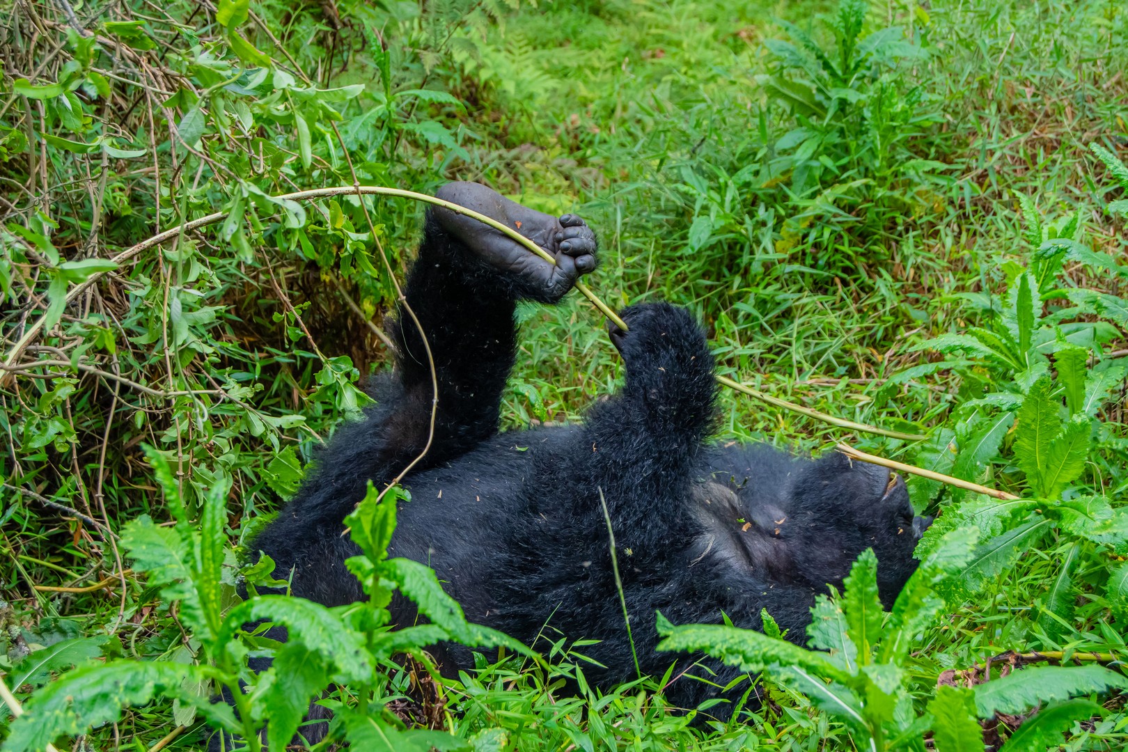 A Gorilla Relaxing in the Forest