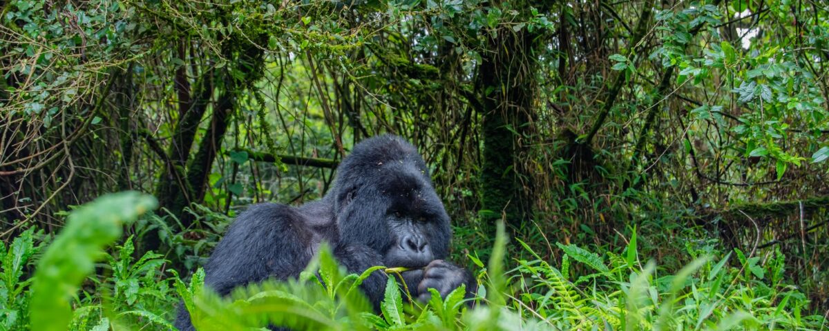 16-Day Kenya & Uganda Safari