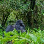 16-Day Kenya & Uganda Safari