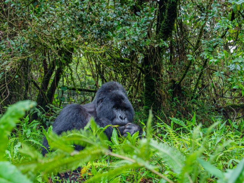 16-Day Kenya & Uganda Safari