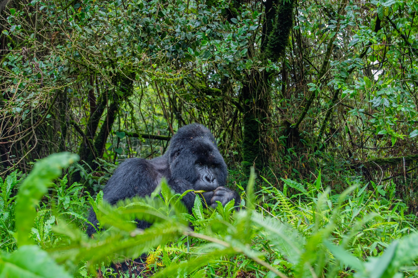 16-Day Kenya & Uganda Safari