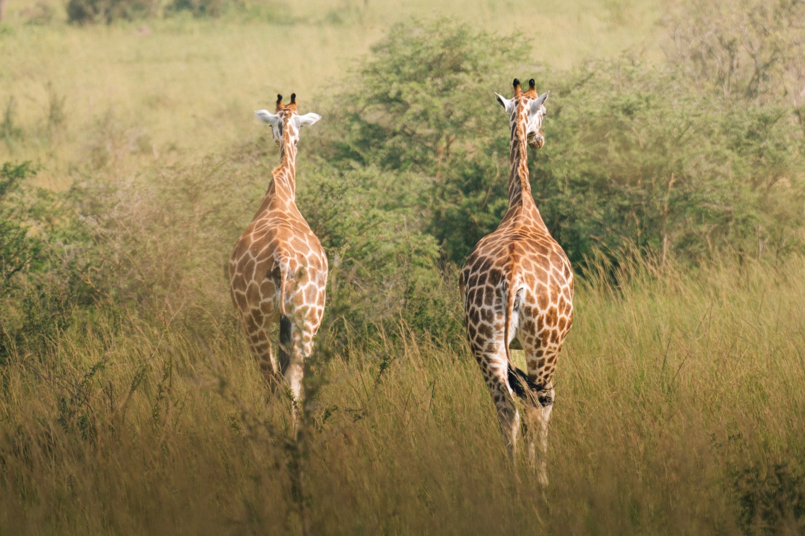 Giraffe in Lake Mburo