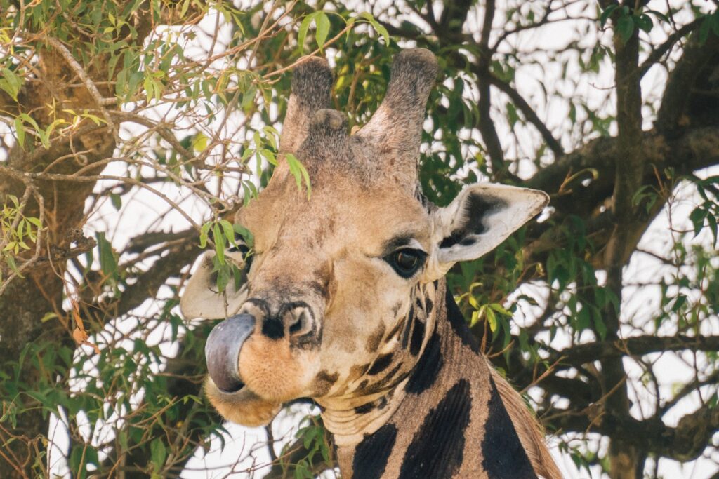 15 Day Rwanda, Uganda, Kenya, Tanzania, and Zanzibar Safari