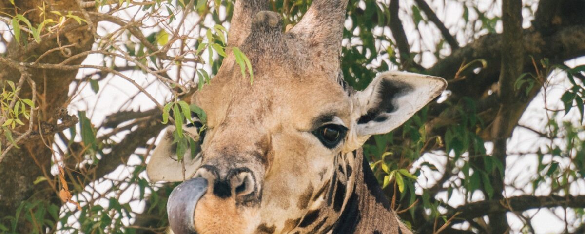 15 Day Rwanda, Uganda, Kenya, Tanzania, and Zanzibar Safari