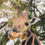 15 Day Rwanda, Uganda, Kenya, Tanzania, and Zanzibar Safari