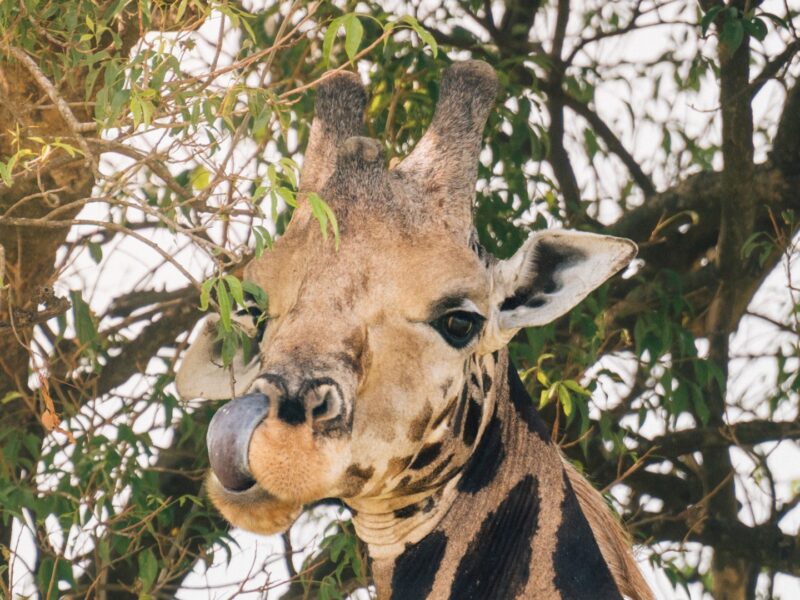 15 Day Rwanda, Uganda, Kenya, Tanzania, and Zanzibar Safari