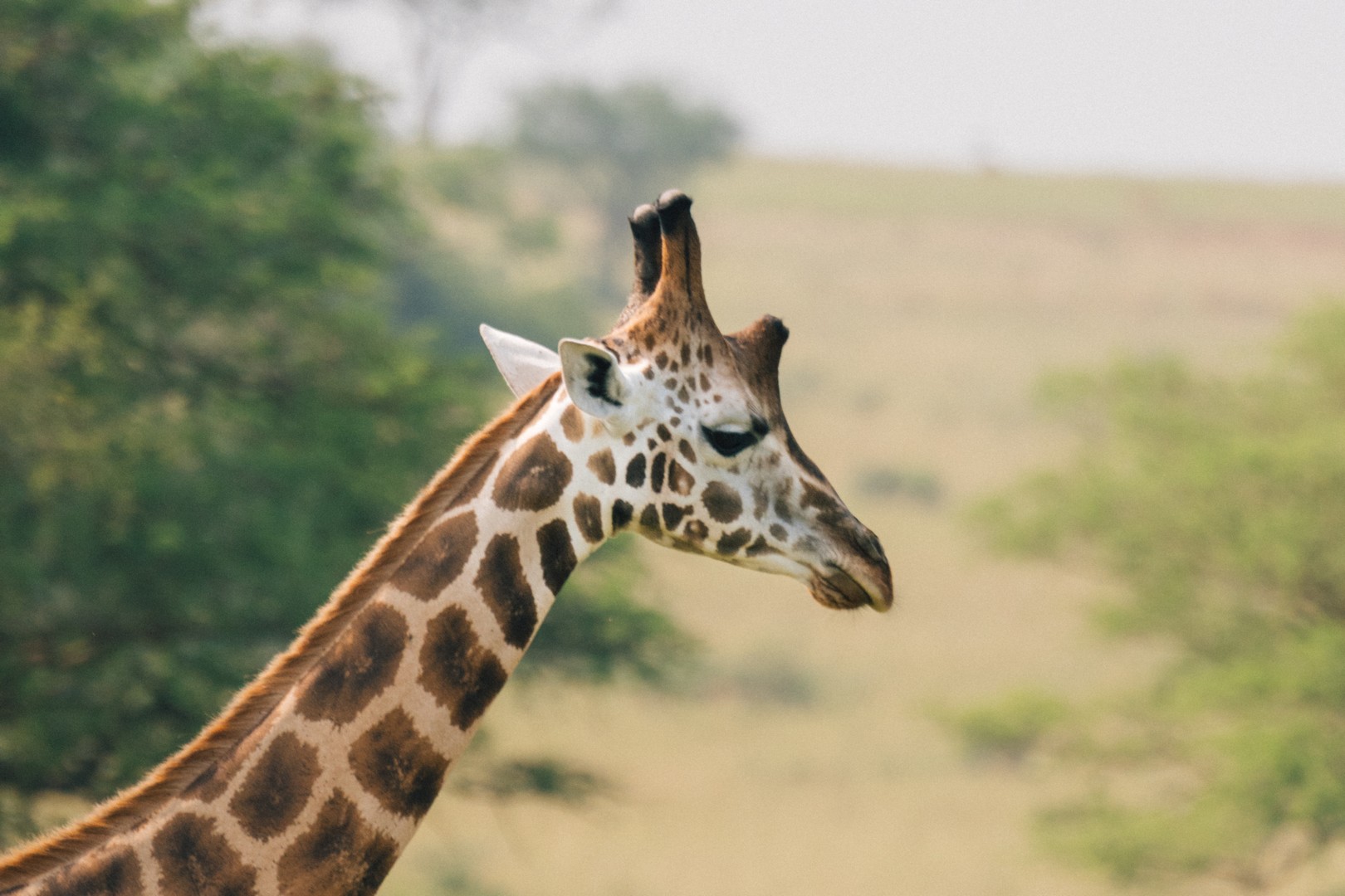 Top Luxury Uganda Safaris to Combine with Gorilla Trekking in 2026